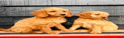 Mini Goldendoodle dogs for sale: 🧡❤️ GORGEOUS MINI GOLDENDOODLE PUPPIES ❤️🧡 - Advert 3