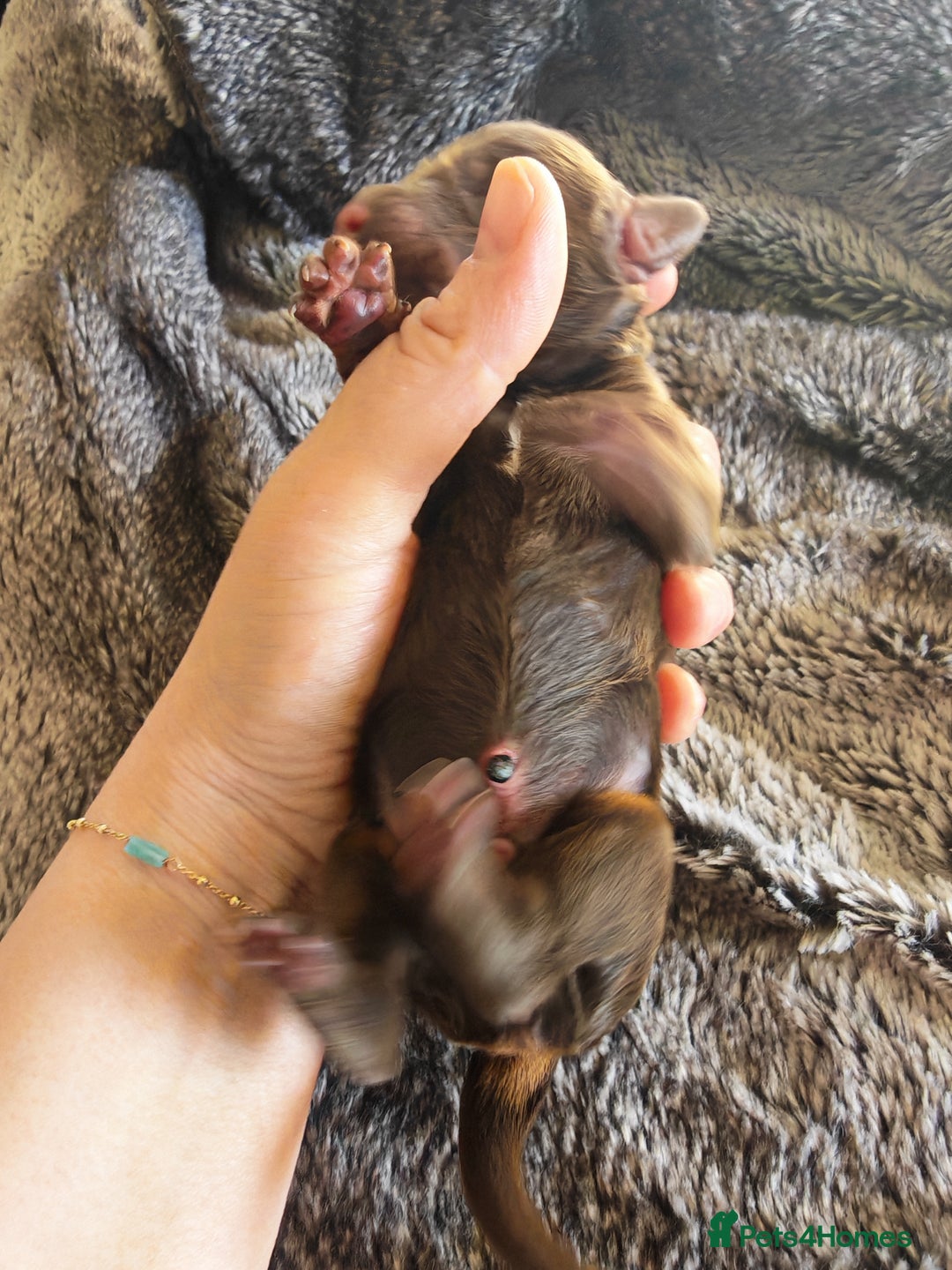 Cockapoo dogs for sale: Cockapoos F1 DNA Health tested patents - Advert 9