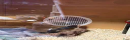 King Snake reptiles for sale: Mexican king snake  in Hartlepool - Advert 6