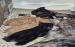 Mixed Breed cats for sale: 🐾 Beautiful Kittens – Tabby x Neva Masquerade  🐾 - Image 12