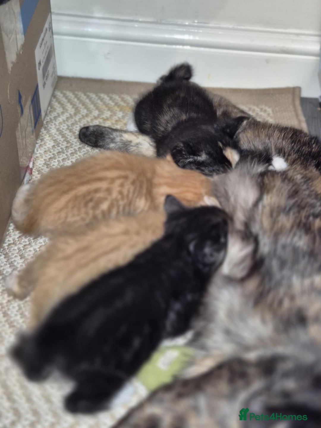 Mixed Breed cats for sale: 🐾 Beautiful Kittens – Tabby x Neva Masquerade  🐾 - Image 12