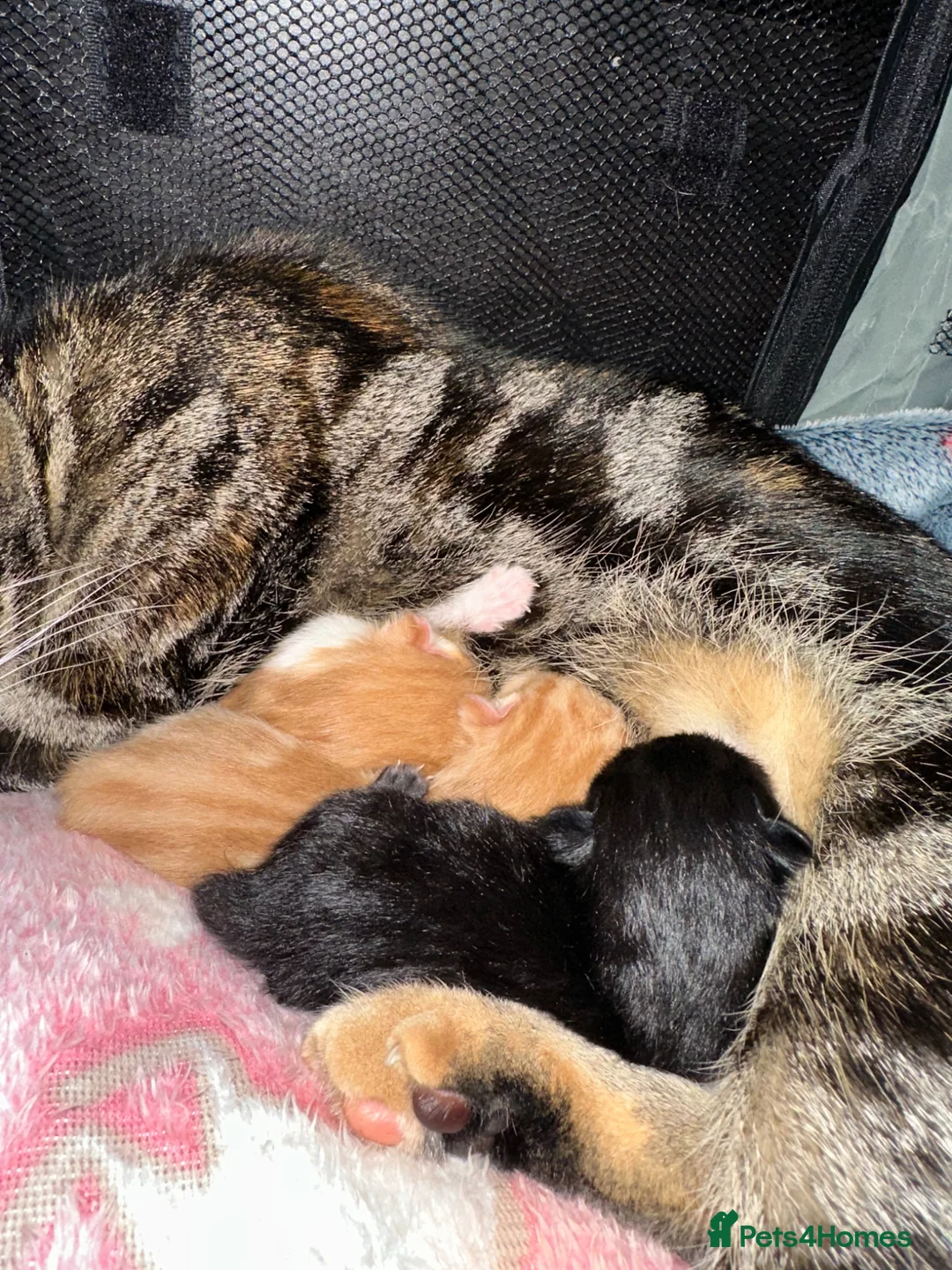 Mixed Breed cats for sale: 1 boy and 2 girl kittens for sale  in Farnborough - Advert 23