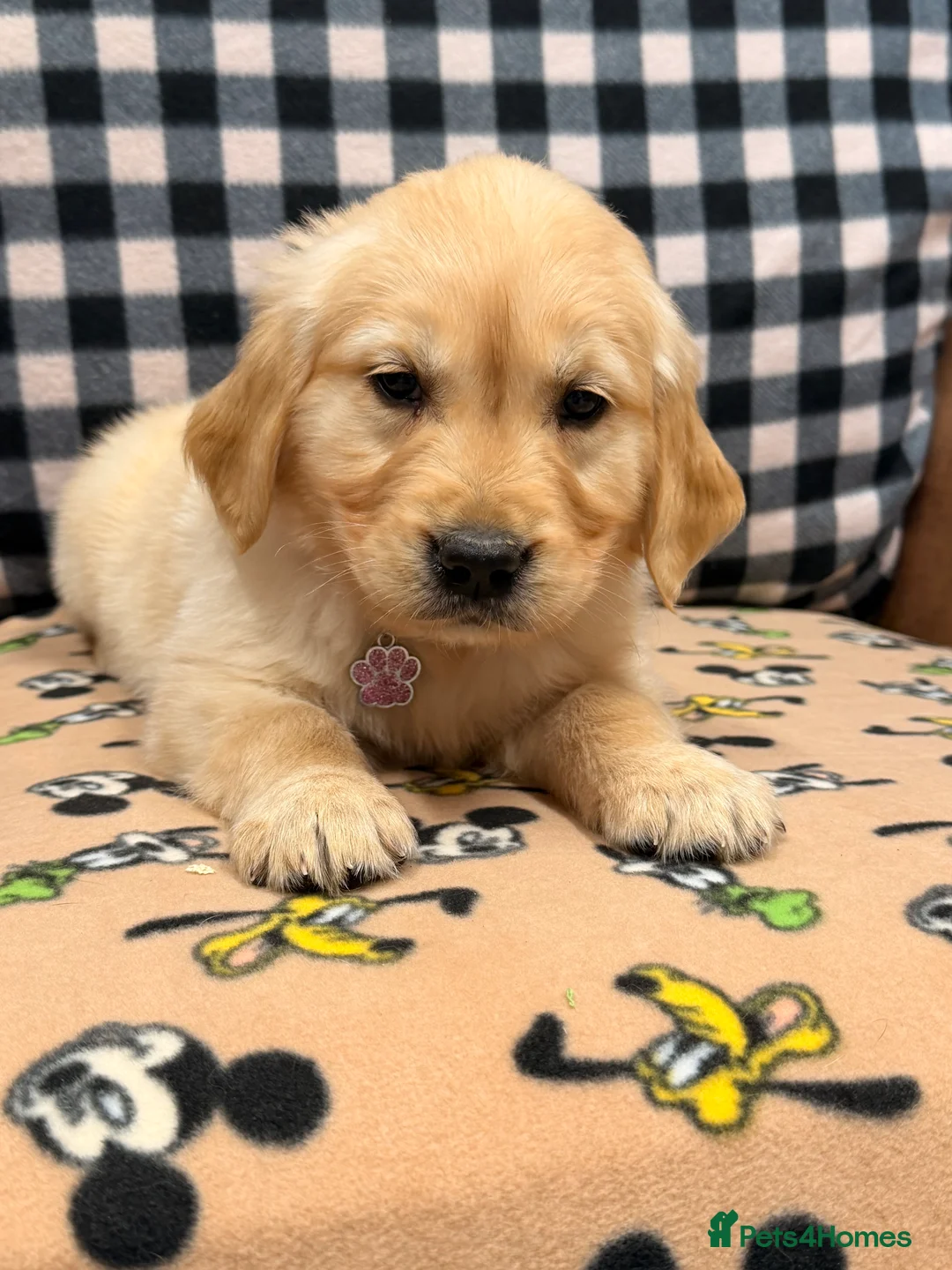 Golden Retriever dogs for sale: 🐶Fluffy bears looking for forever home💕💕 ! - Advert 6