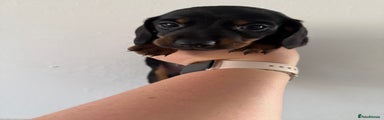 Miniature Dachshund Puppy 1