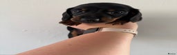 Miniature Dachshund dogs for sale: miniature dachshund puppies for sale - Advert 3