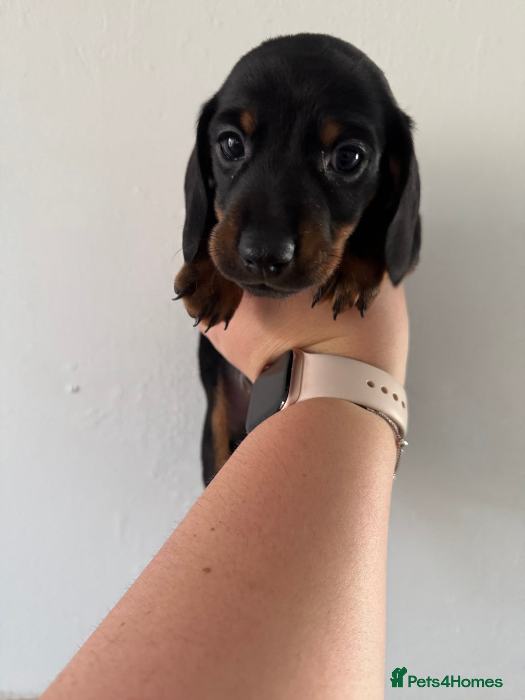 Miniature Dachshund dogs for sale: miniature dachshund puppies for sale - Advert 3