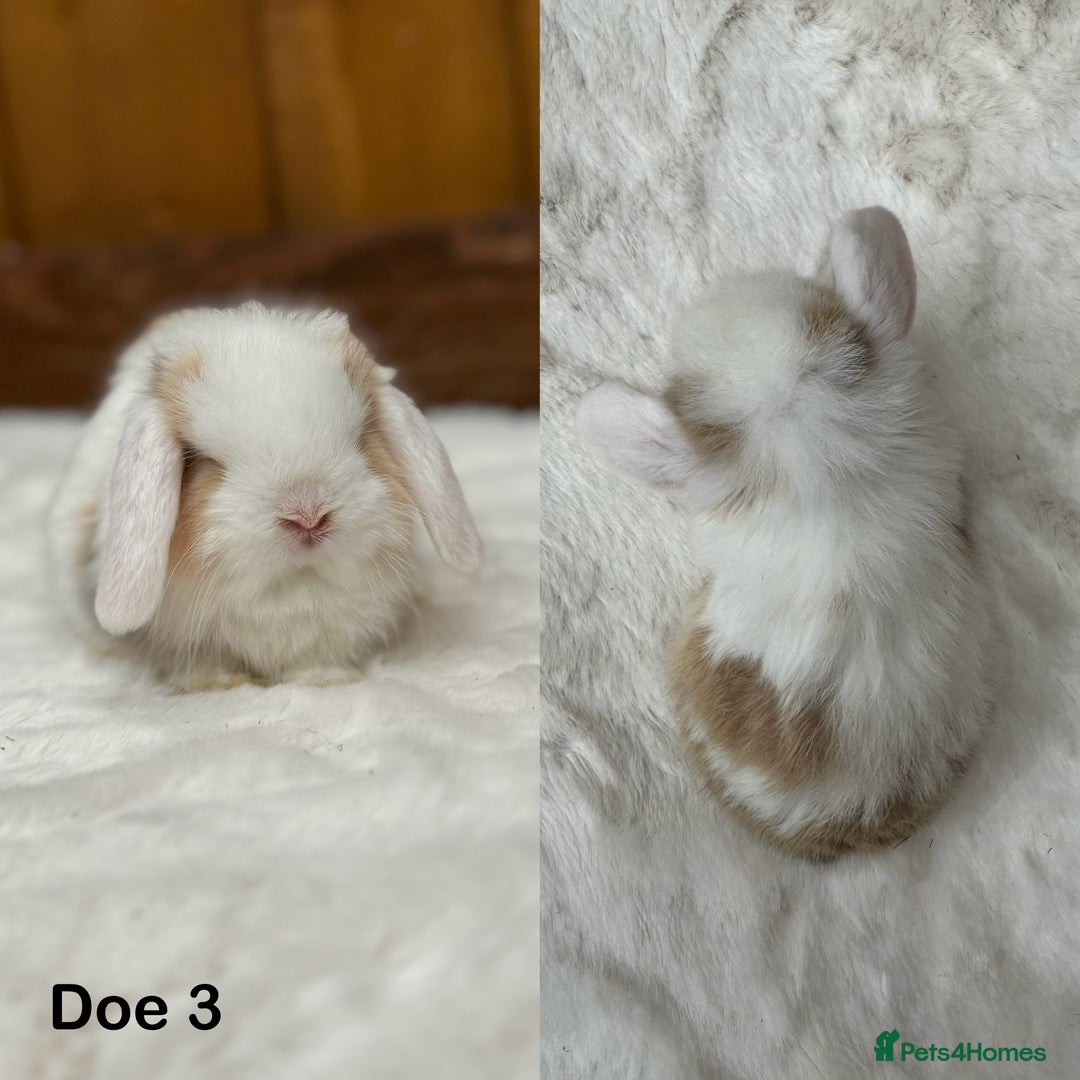 Mini Lop rabbits for sale: Purebred Harlequin Mini Lop Babies  - Image 7