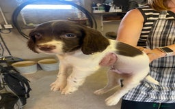English Springer Spaniel dogs for sale: English springer pups - Image 3
