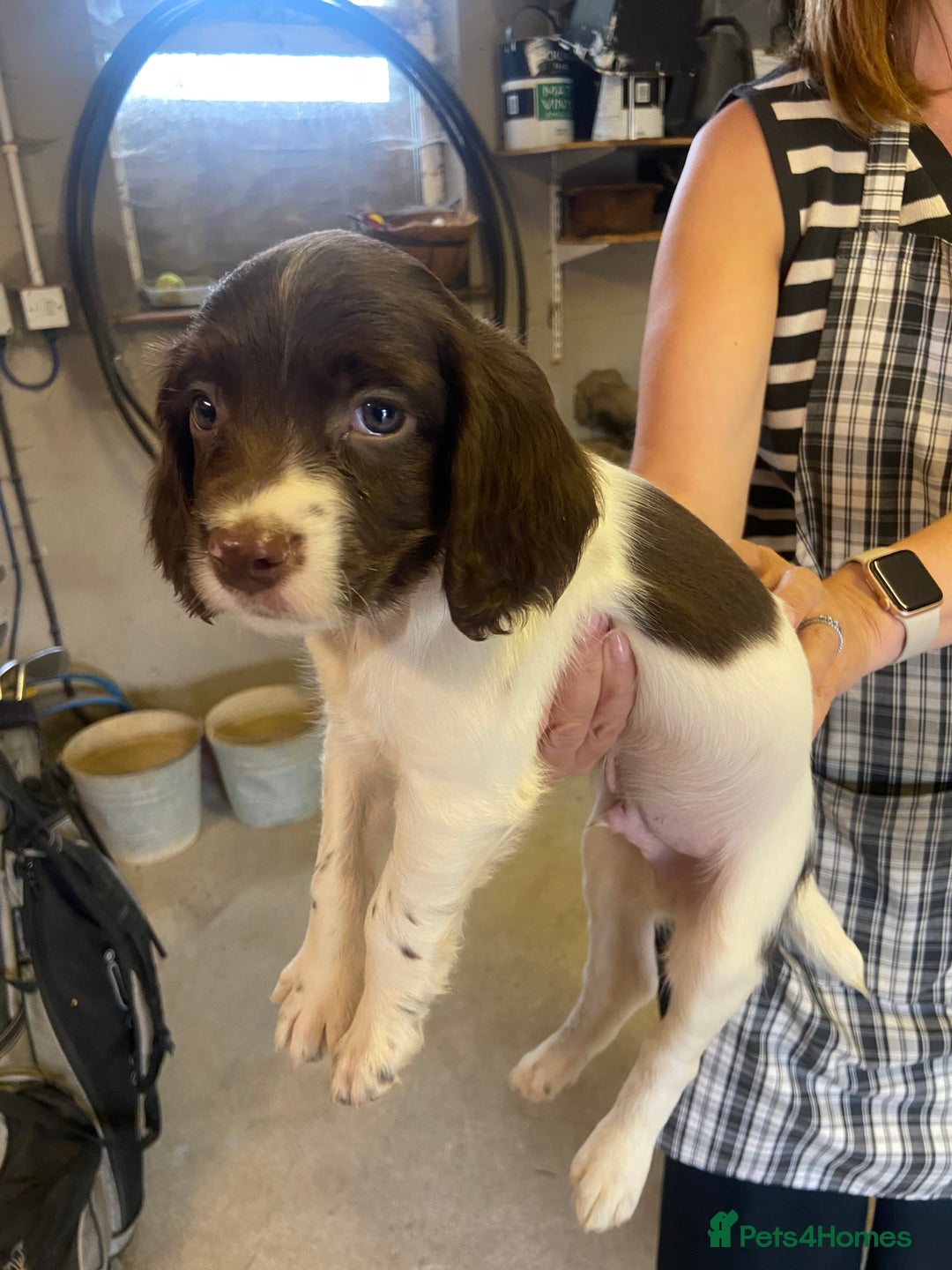 English Springer Spaniel dogs for sale: English springer pups - Image 3
