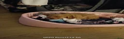 Cavapoo dogs for sale: Teddy bear F1 cavapoo  - Advert 12