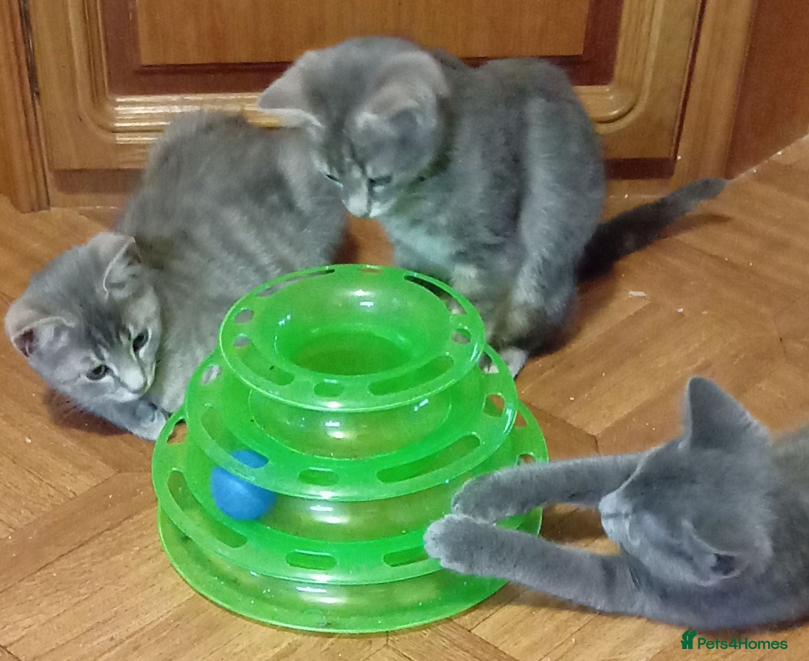 British Shorthair cats British shorthair kittens - Advert 1