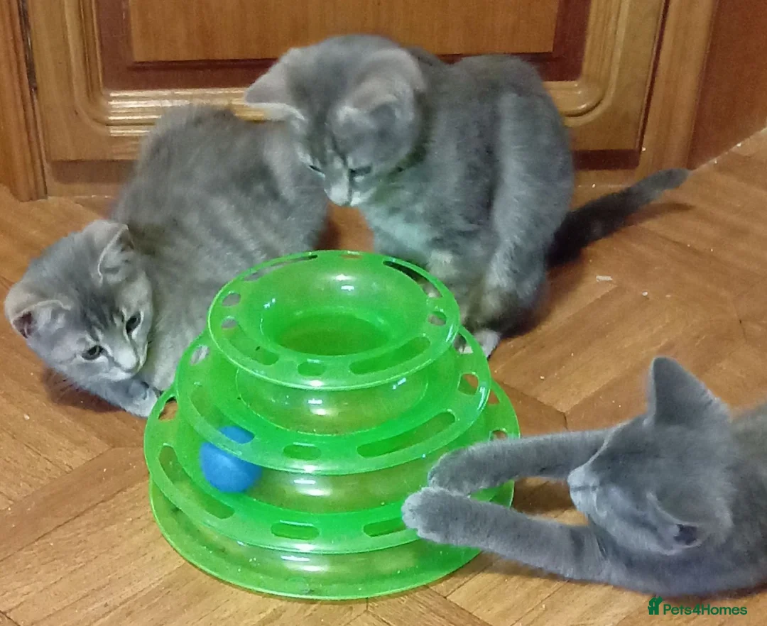 British Shorthair cats for sale: British shorthair kittens in Southampton - Advert 1