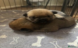 Mixed Breed dogs for sale: Two Gorgeous Boys ready to go! - Image 5