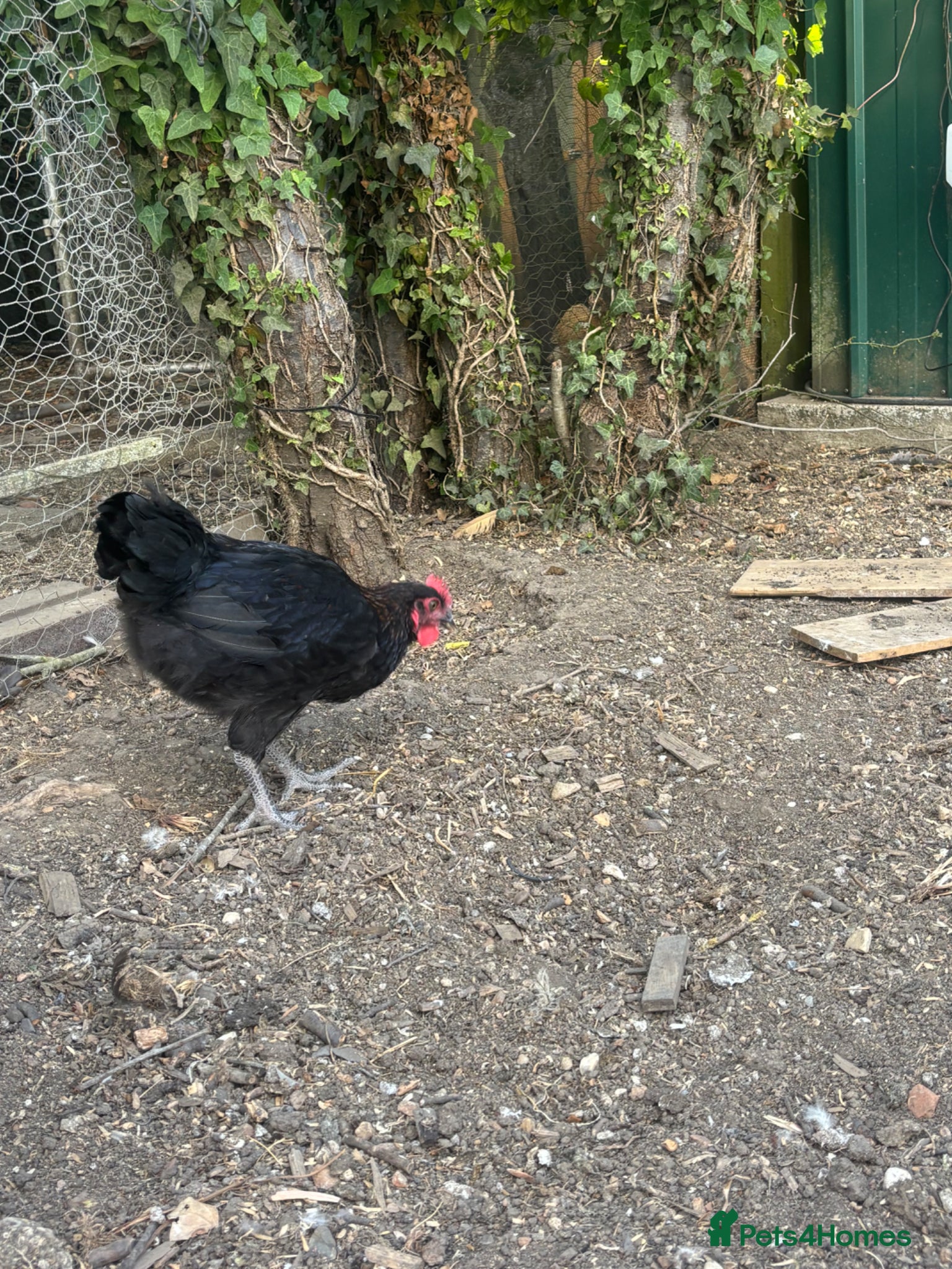 Chickens poultry Blue Maran cockerel  - Advert 2
