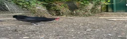 Chickens poultry for sale: Blue Maran cockerel  in Saffron Walden - Advert 1