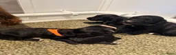 Mixed Breed dogs for sale: Sprockerpoo pups - Advert 7