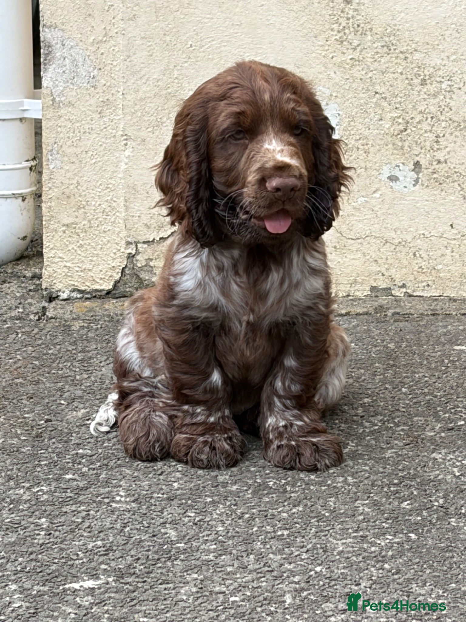 Cocker Spaniel dogs KC registered cocker spaniel puppies  - Advert 9