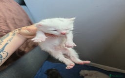Turkish Angora cats for sale: Turkish angora kittens - Image 8