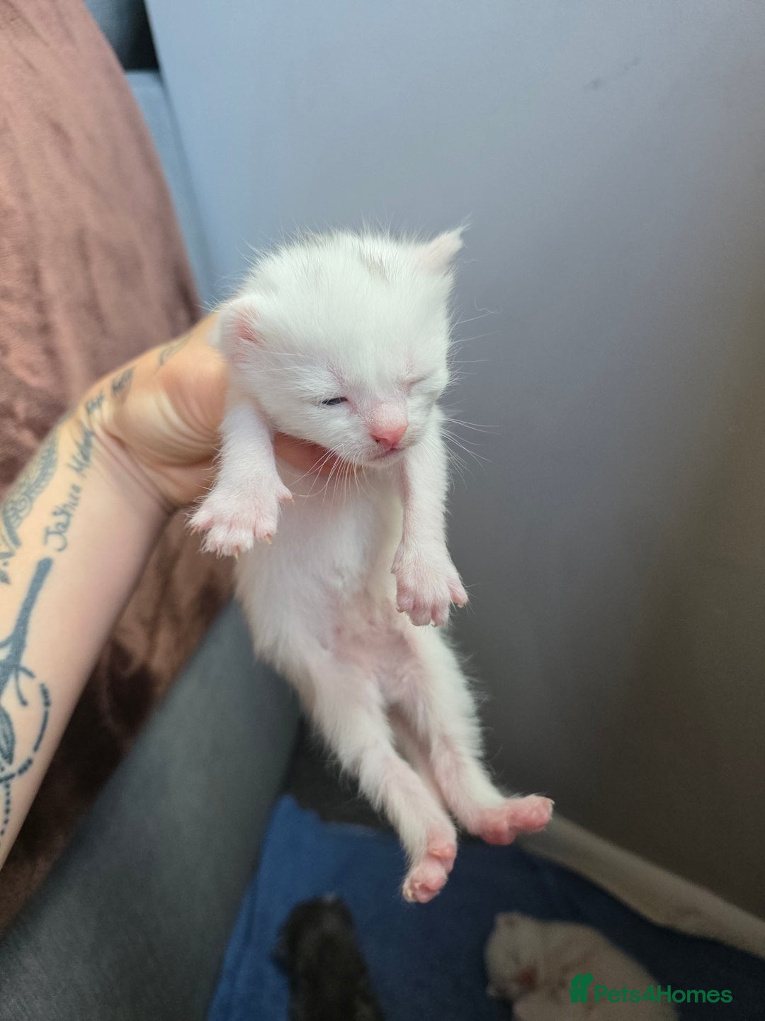 Turkish Angora cats for sale: Turkish angora kittens - Image 8
