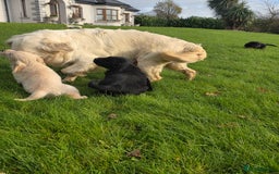 Mixed Breed dogs for sale: Stunning Golden Mountain pup's  - Advert 13