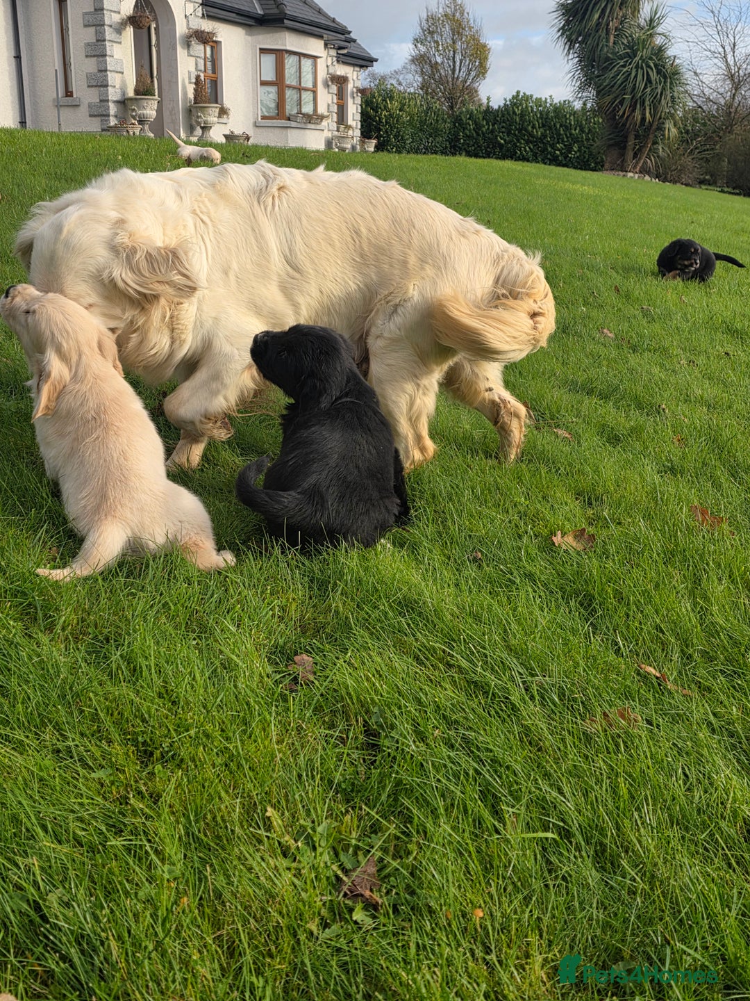 Mixed Breed dogs for sale: Stunning Golden Mountain pup's  - Advert 13