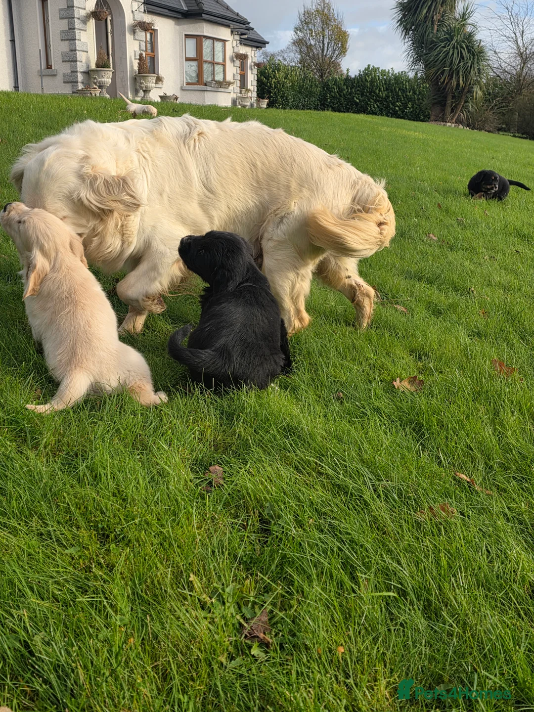 Mixed Breed dogs for sale: Stunning Golden Mountain pup's  - Advert 13