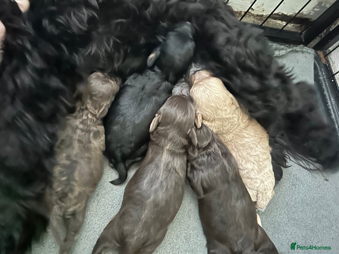 Toy Poodle dogs for stud: Kc registered chocolate phantom toy poodle in Swansea - Advert 7