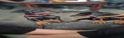 Dobermann dogs for sale: Dobermans Ready to Go. - Advert 8