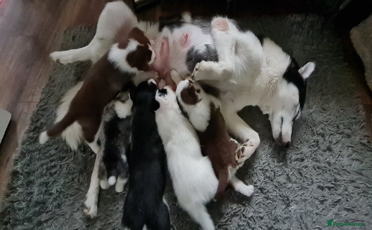 Siberian Husky dogs - Advert 4