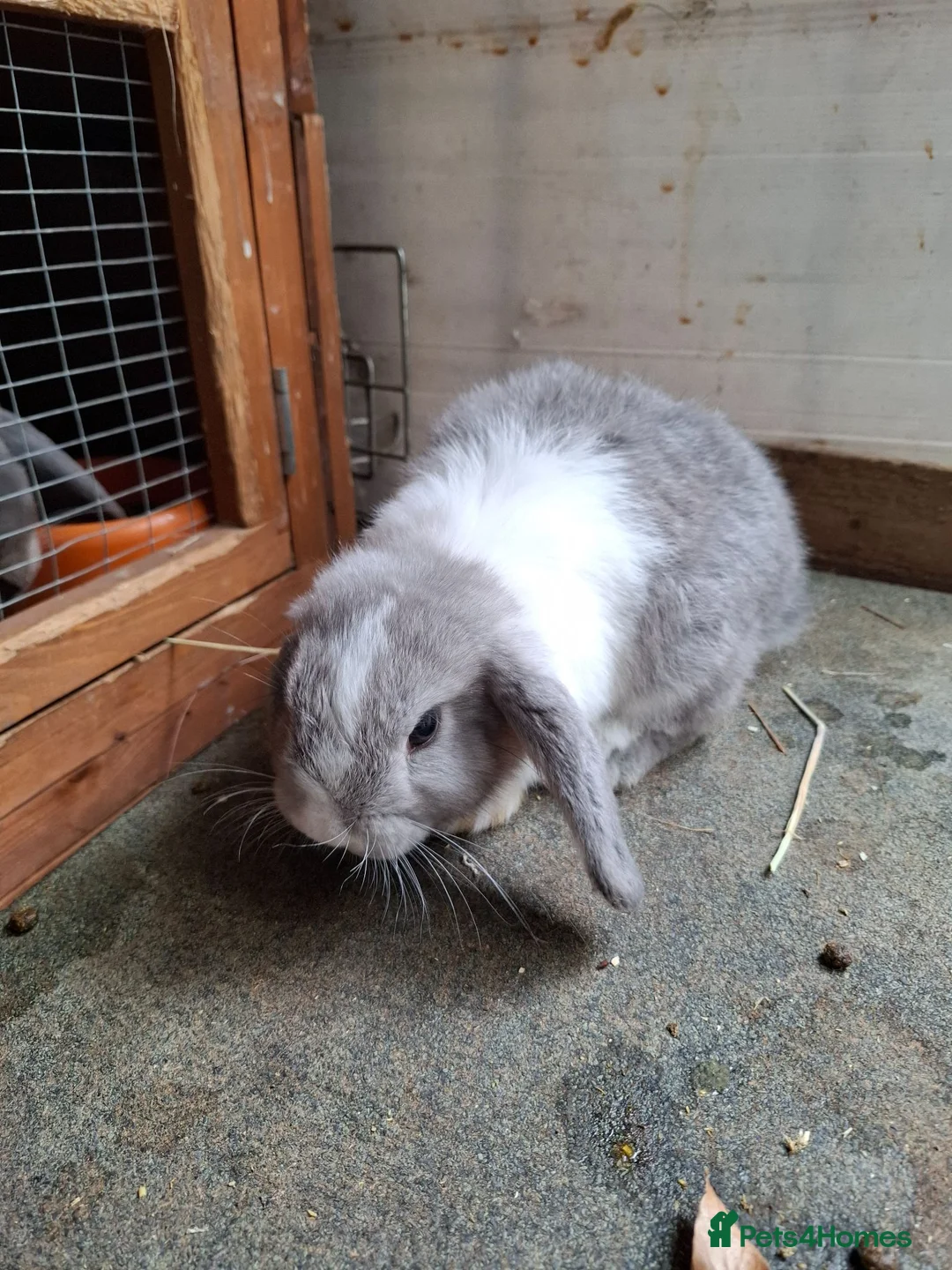 Mini Lop rabbits for sale: Mini Lops - Advert 4
