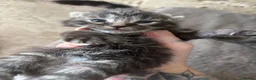 Mixed Breed cats for sale: 6 wonderful babies - Advert 4