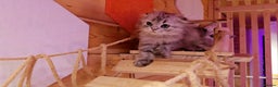 Scottish Fold cats for sale: Scottish Fold Kittens - Advert 2