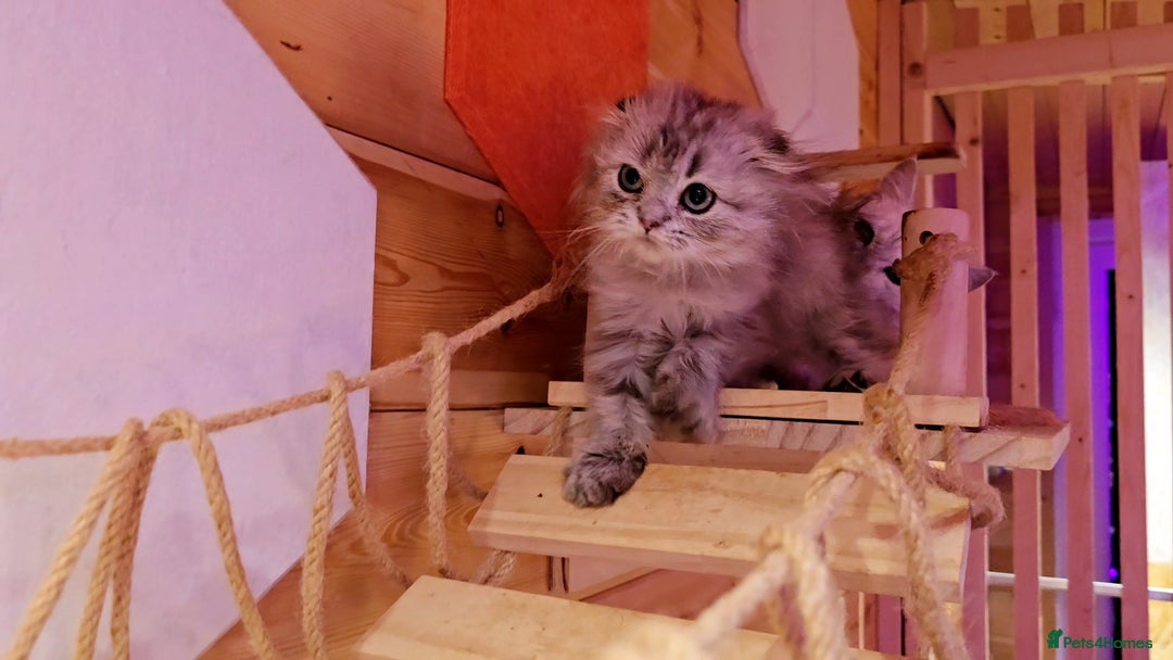 Scottish Fold cats for sale: Scottish Fold Kittens - Advert 2