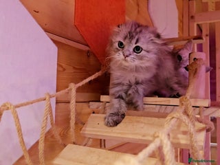 Scottish Fold cats Scottish Fold Kittens - Advert 4