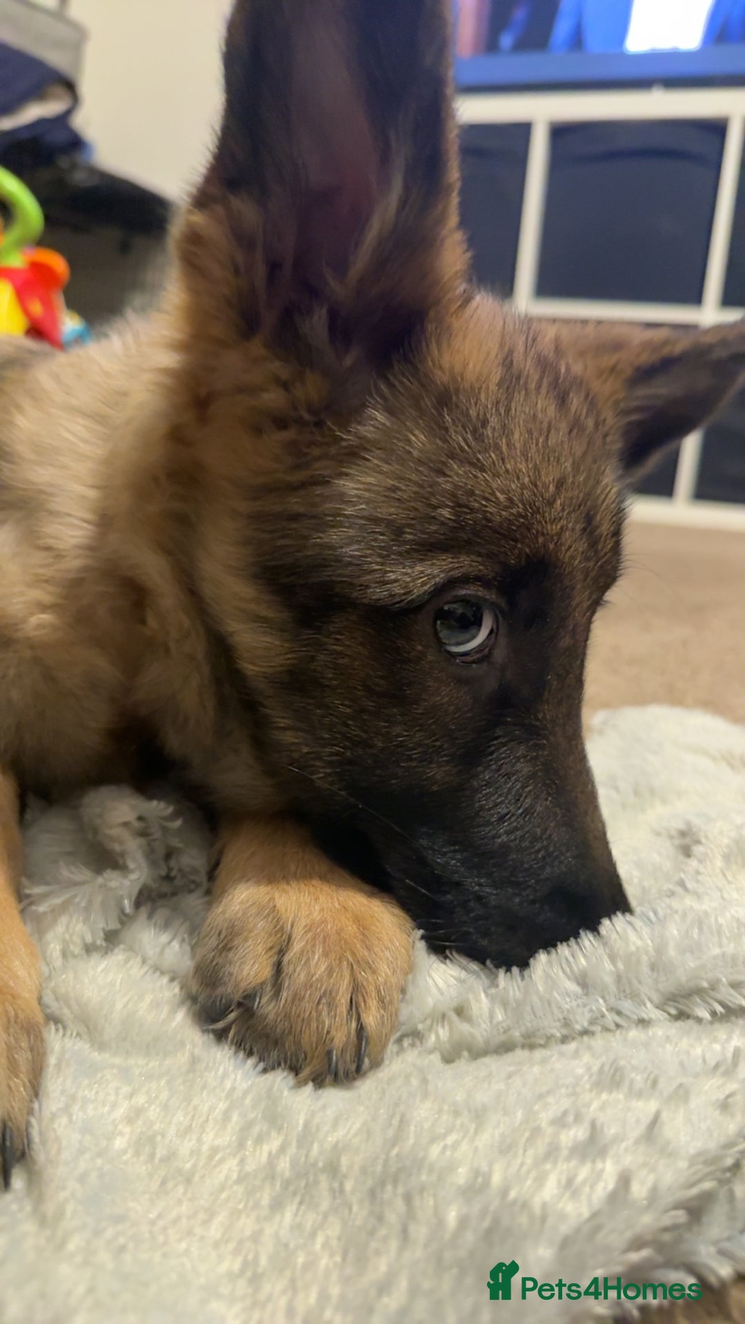 German Shepherd dogs for sale: German shepherd  - Advert 9