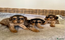 Cockapoo dogs for sale: Cockapoo puppies  - Image 9