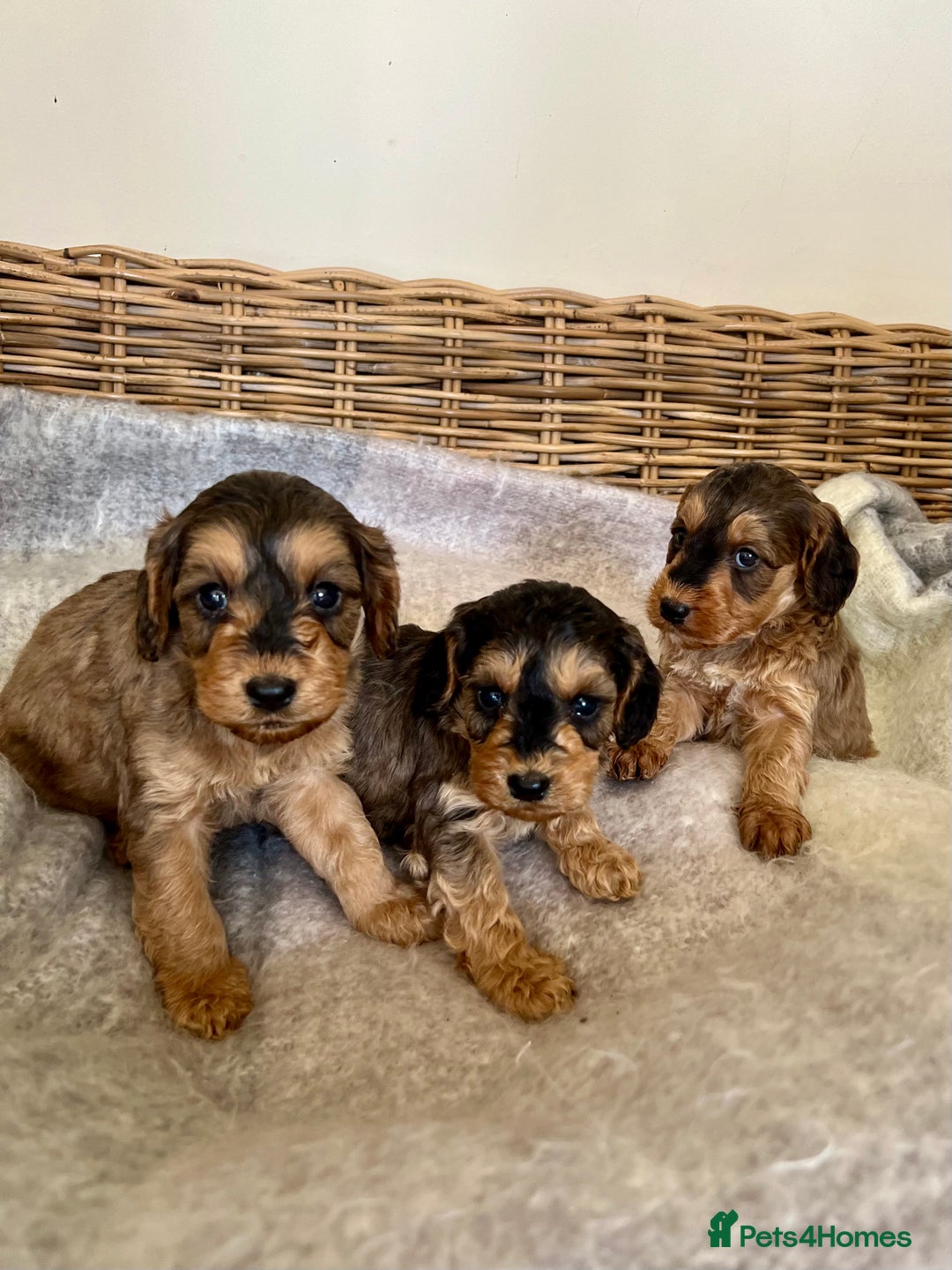Cockapoo dogs for sale: Cockapoo puppies  - Image 9