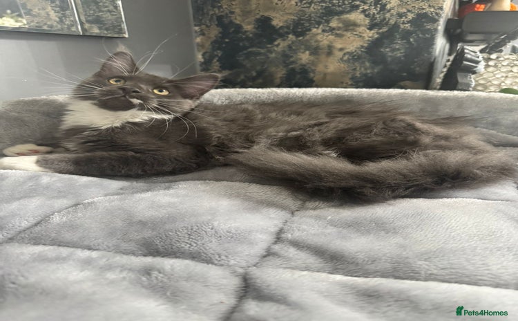 Maine Coon cats - Advert 2