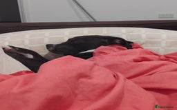 Mixed Breed dogs for sale: Beautiful little girl - Advert 8