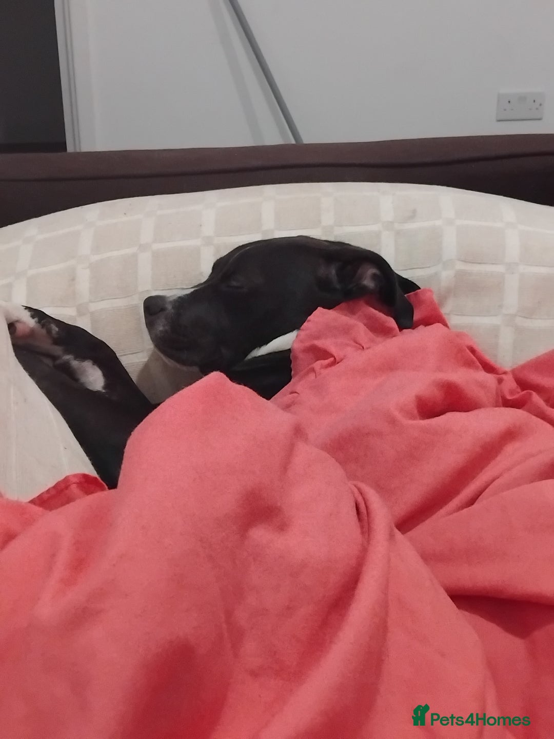 Mixed Breed dogs for sale: Beautiful little girl - Advert 8