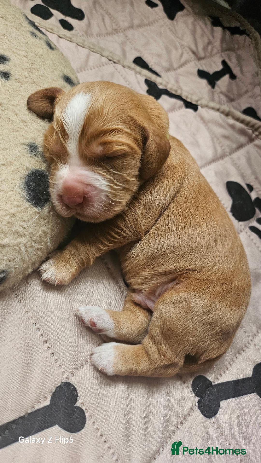 Cocker Spaniel dogs Cocker spaniel puppies - Advert 2