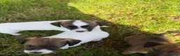 Jack Russell dogs for sale: Terrier Puppies - Advert 3