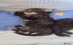 Maine Coon cats for sale: MAINECOON kittens large fluffy  - Image 5