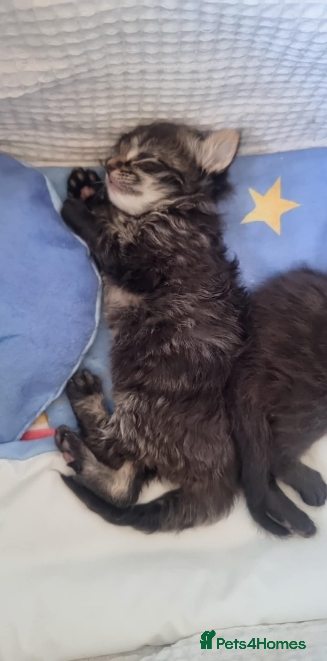 Maine Coon cats for sale: MAINECOON kittens large fluffy  - Image 5
