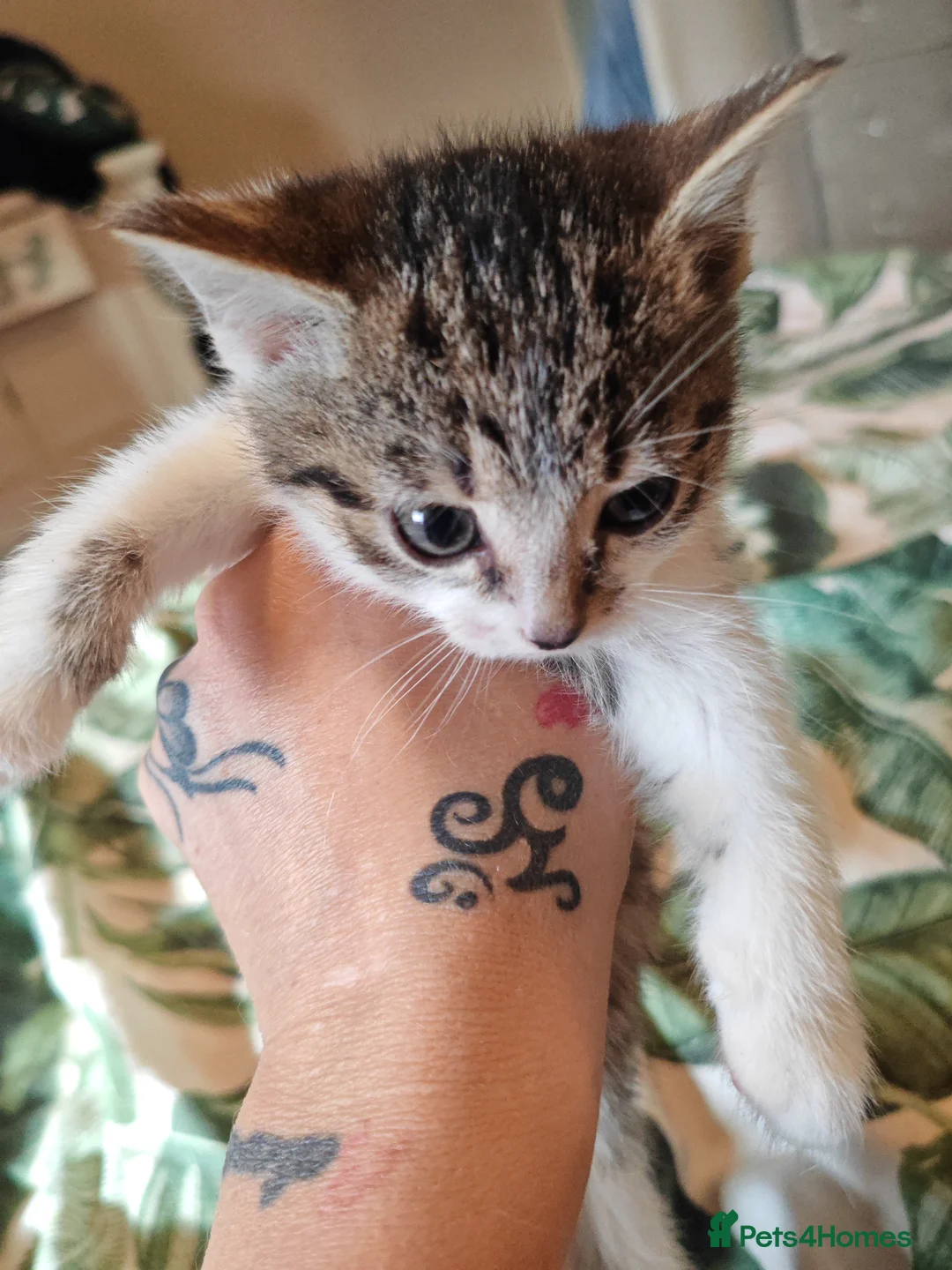 Mixed Breed cats for sale: Stunning litter of kittens - Advert 2