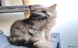Russian Blue cats for sale: Longhaired Russian Blue Female - Image 5