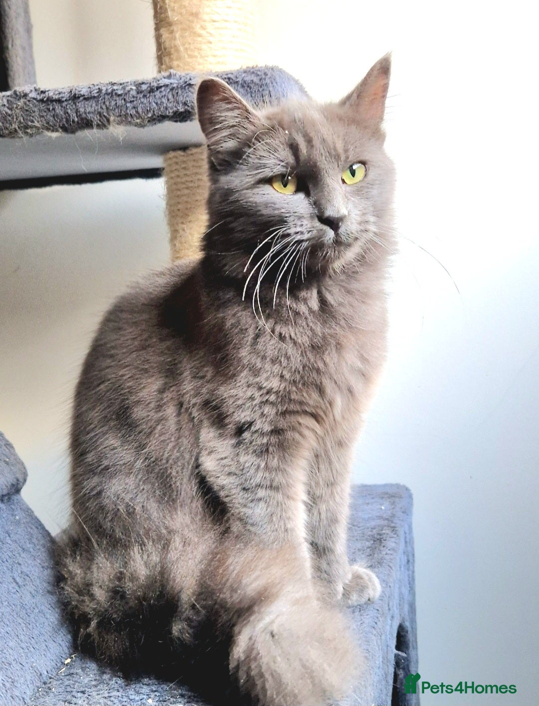 Russian Blue cats for sale: Longhaired Russian Blue Female - Image 5
