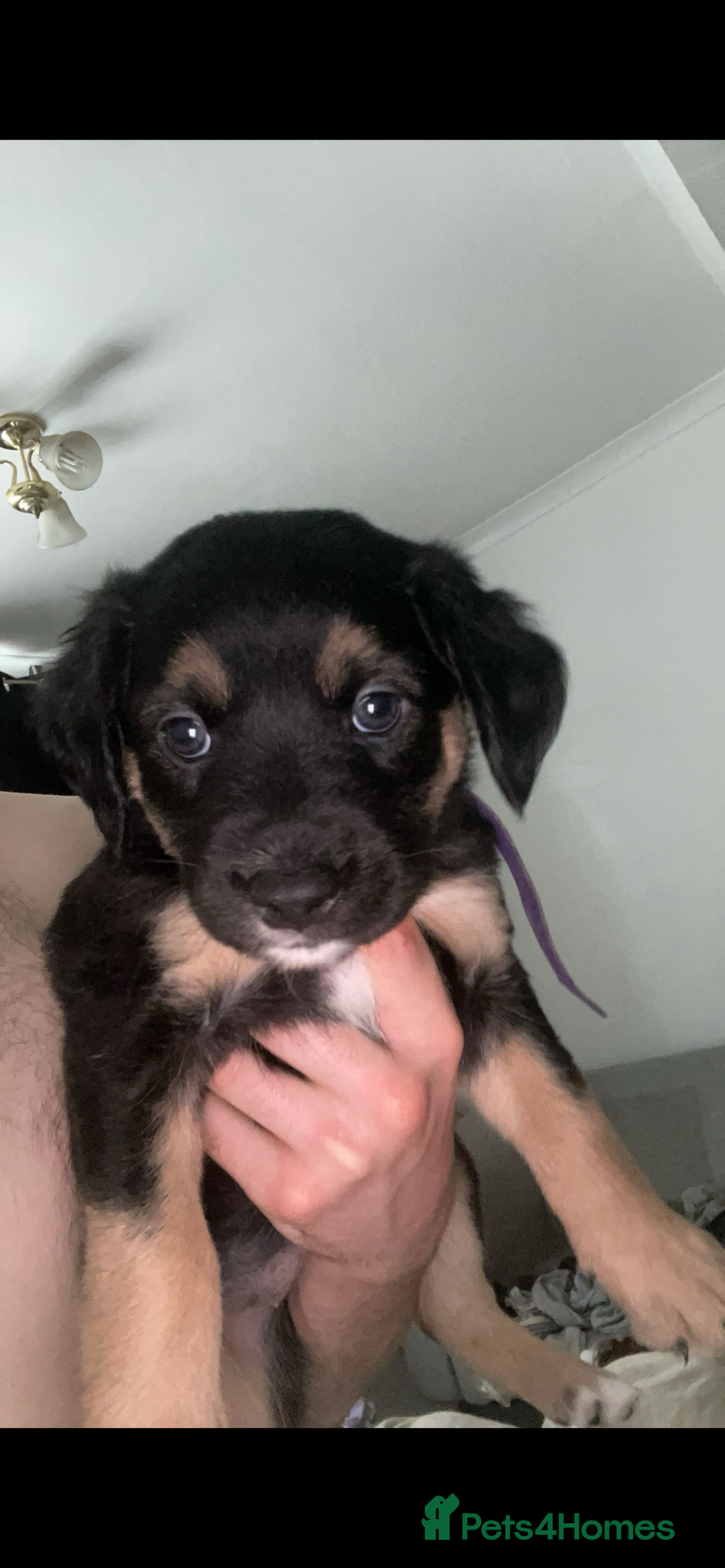 Mixed Breed dogs for sale: Mixed breed puppies READY TO GO! - Image 21