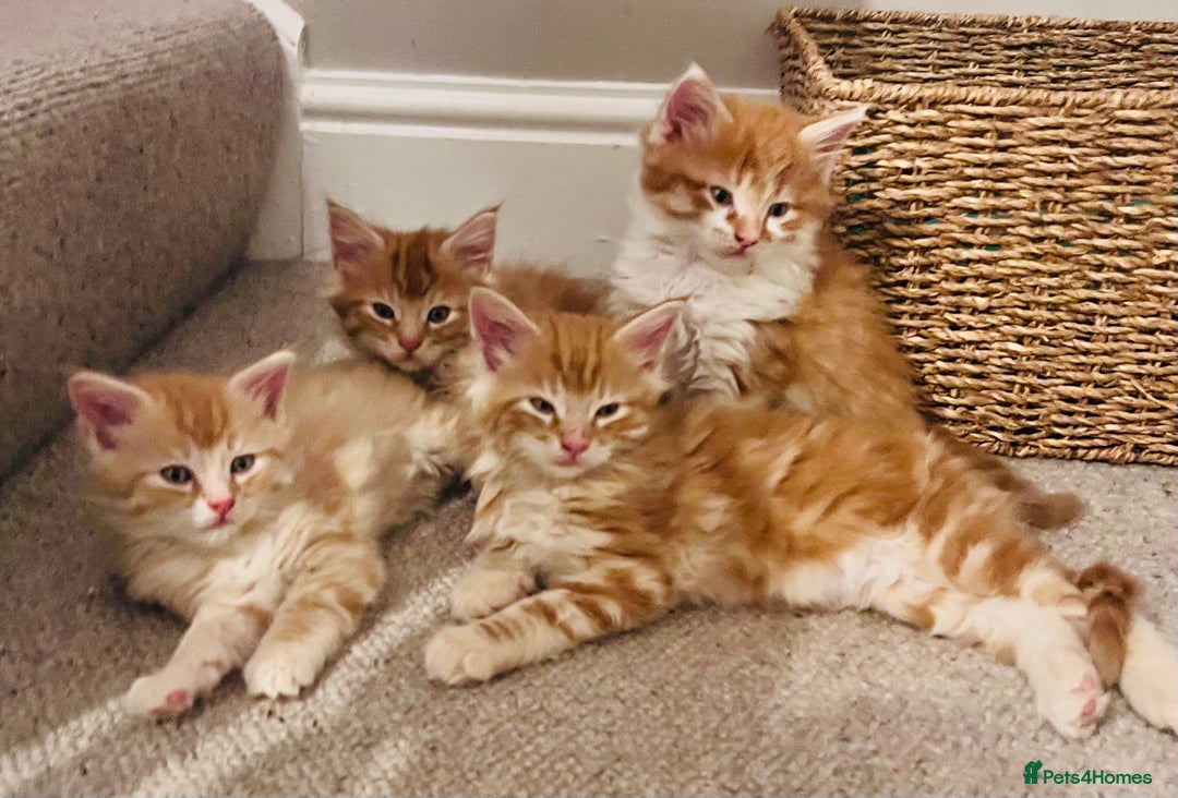 Maine Coon cats for sale: Beautiful Maine Coon x fur babies  - Image 14