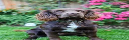 Sprocker dogs for sale: 7 beautiful sprockers - Advert 33